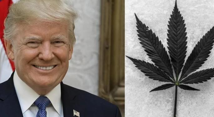 Donald Trump Supports Cannabis Legalization in Florida: Game Changer And Huge Blow To Ron DeSantis