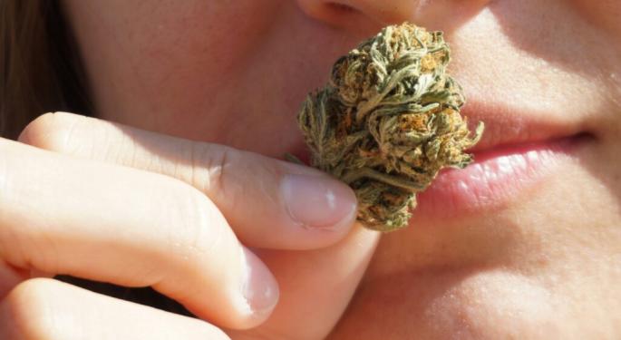 Woman Busted For Growing 600 Weed Plants In Maine  Did It For The Smell, They're 'Like My Babies'