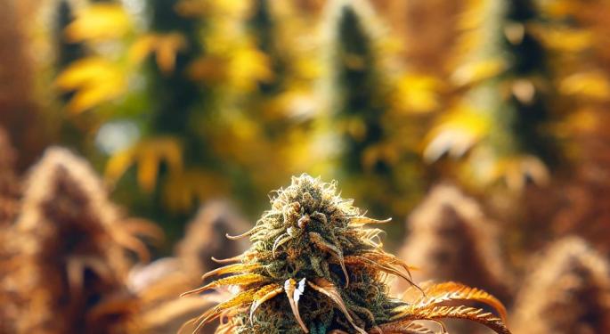 'What Newsom Is Proposing Will Crater The Hemp Industry': Could California's Restrictions Spread Nationwide?