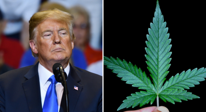 Donald Trump Appears In Florida Cannabis Legalization Campaign Ad, Discussing His Support For Legal Marijuana