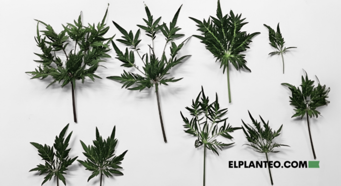 Cannabis Crossed With Strawberry Plants And Drone Monitoring: The Science Of Innovative Grafting