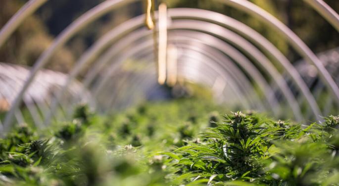 EXCLUSIVE: 3 Famed Cannabis Genetics Providers Announce Merger And Initial Public Offering