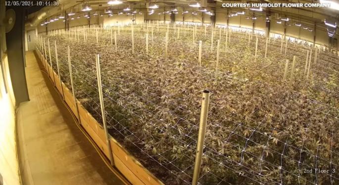 [VIDEO] Watch Cannabis Farm Rattled By California's 7.0 Earthquake