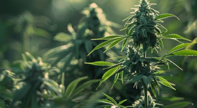 Cannabis Users In Japan Face 7-Year Prison Sentences After Law Revised