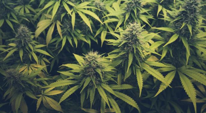 'Deep Collaboration, Mutual Growth' Key To Gold Flora's Rise In The Cannabis Industry