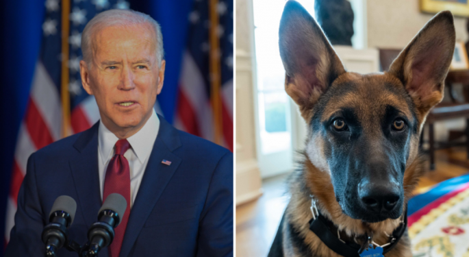 Joe Biden's Dog Banished From White House After Two Dozen-Plus Biting Incidents, Tour Stopped Due To Blood