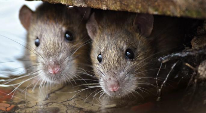 Stoned Rats And Dead Goats?  Animal Kingdom Unwittingly Gets Mixed Up In The World Of Cannabis
