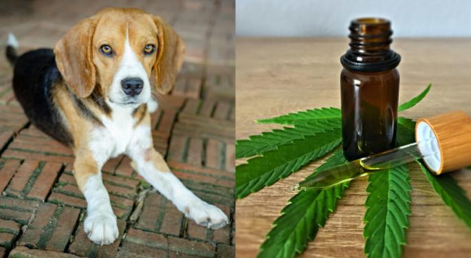 Science Confirms Safe, Effective Daily Dose Of CBD For Dogs - Long-Term And No Risks