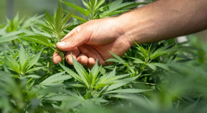 Wana Brands CEO Spearheads International Expansion In Cannabis Edibles Market