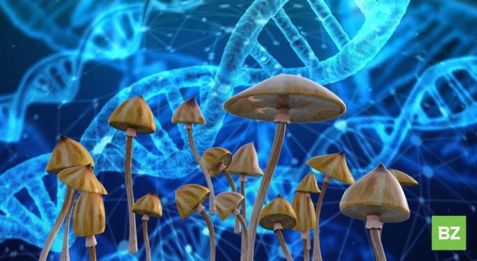 Psilocybin Mushrooms For Sale: Is It Legal Anywhere In America?