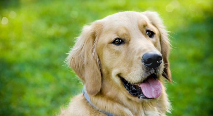 Dave Ramsey Prefers His Dog To Most People, But He's Clear On One Thing—You Don't Go '$14,000 In Debt To Put New Hips In A Labrador'