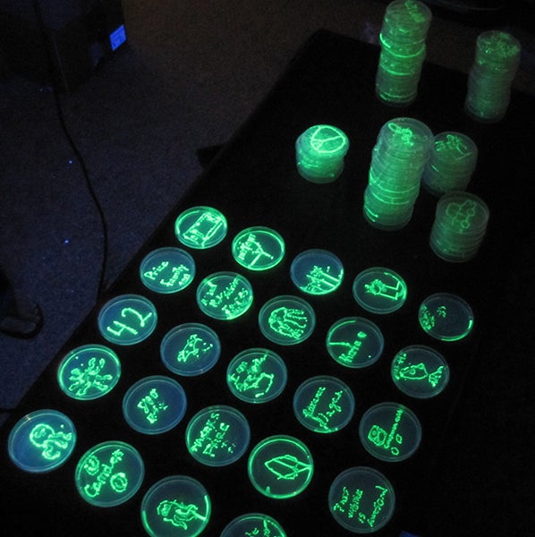 genotyp_glowing_petri_dishes_inside.jpg