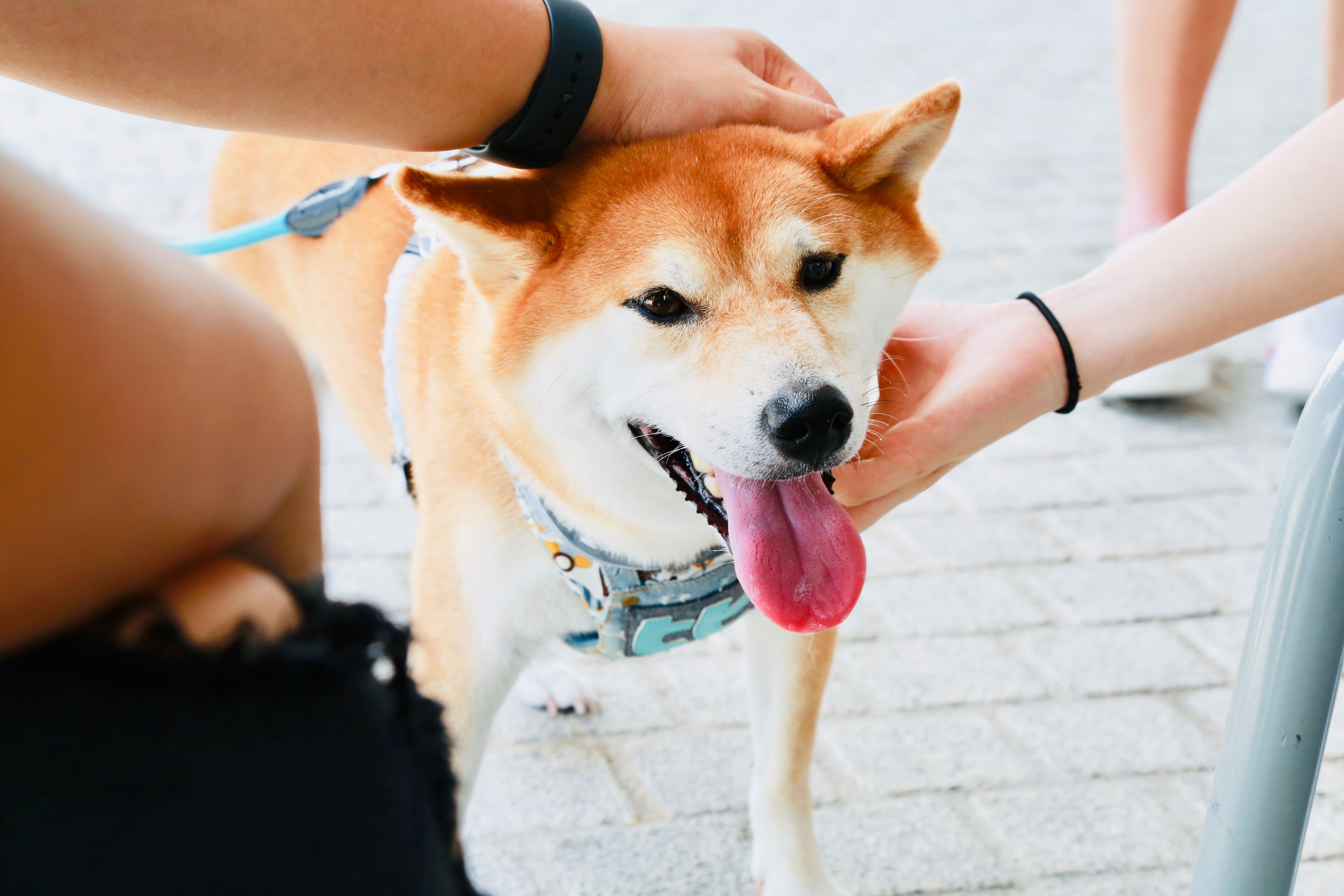 Why Is Shiba Inu Bucking The Trend, Outperforming Bitcoin, Dogecoin Today?