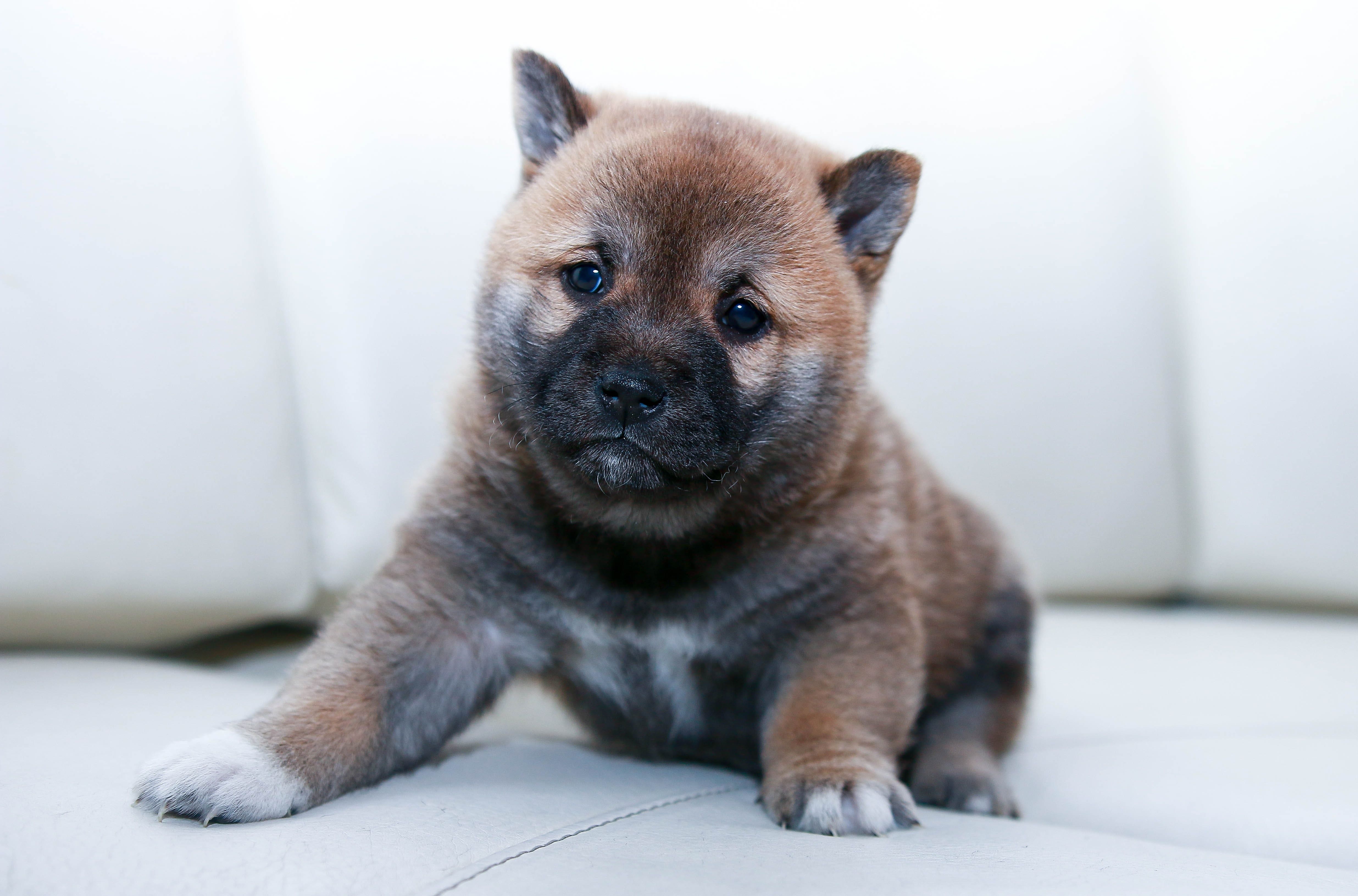 If You Like Baby Doge, A New Range Of Products To Utilize The Token Are Coming