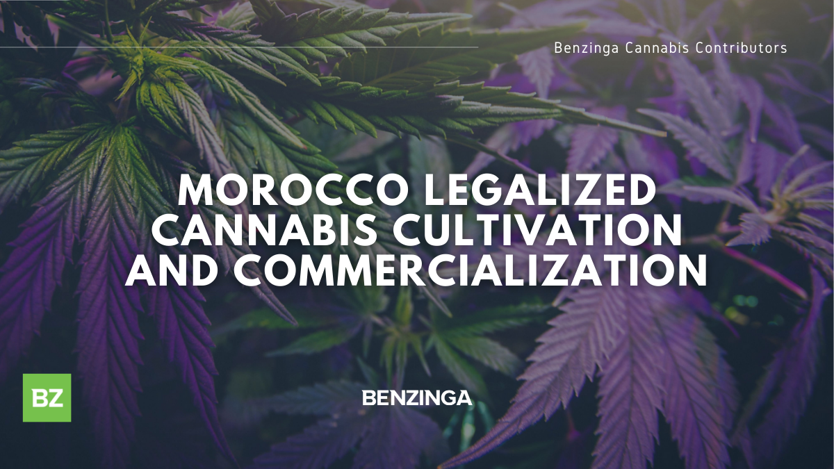 Morocco Legalizes Cannabis Cultivation And Commercialization