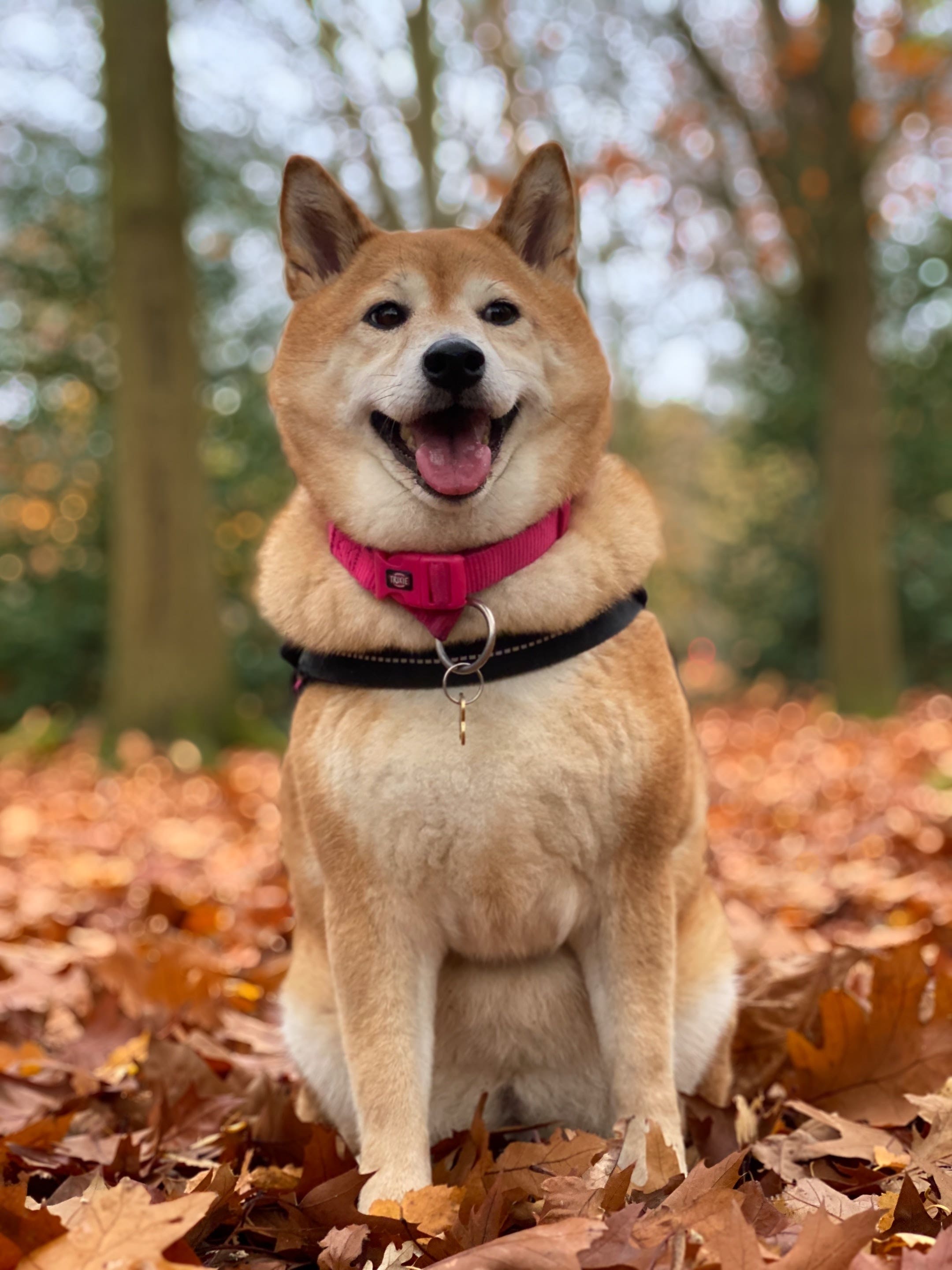 How The Shiba Inu Community Burned Almost 2B SHIB With A Spotify Playlist And Coffee