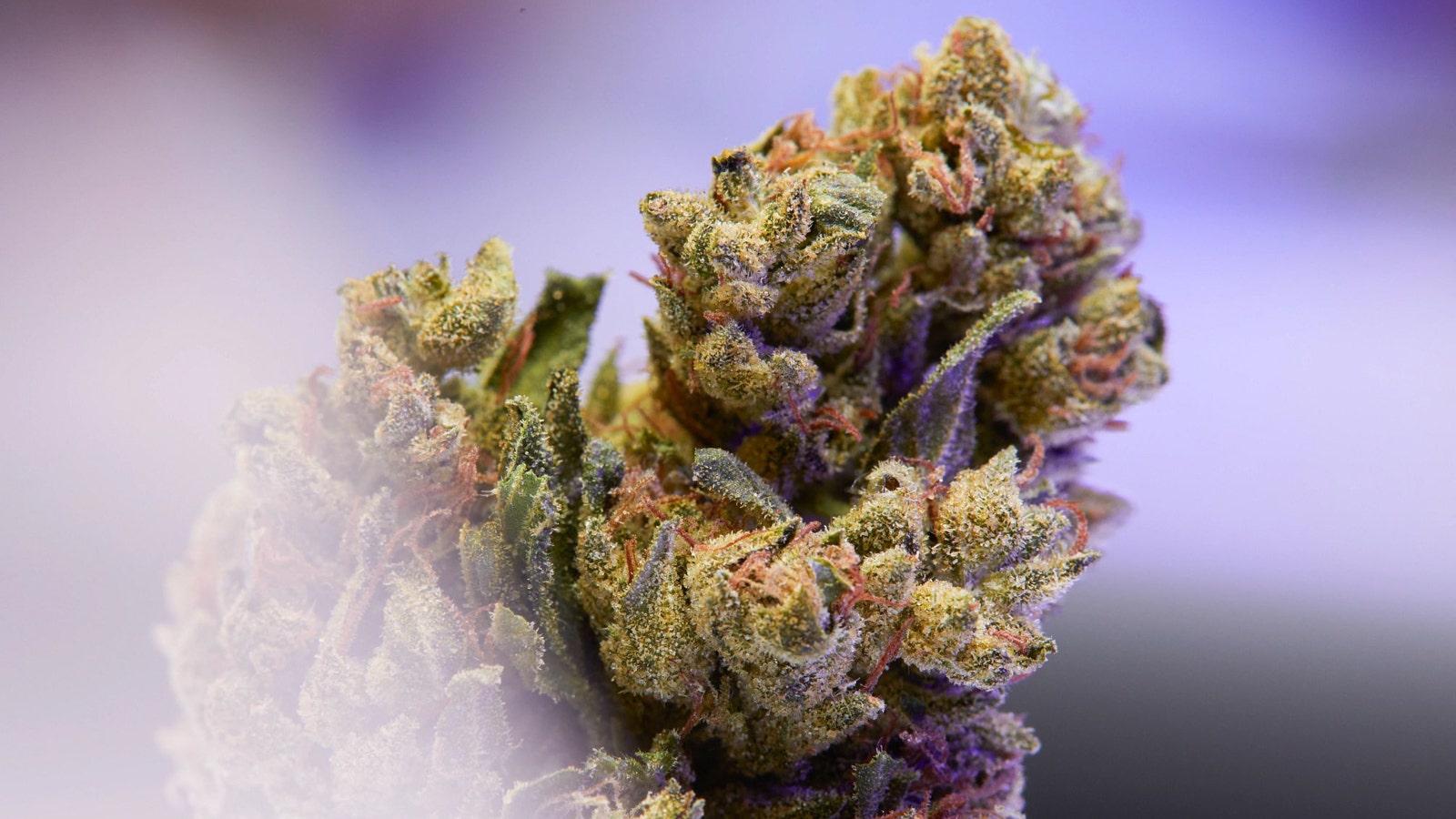 The Drop: 6 Cannabis Strains Hitting Menus In July