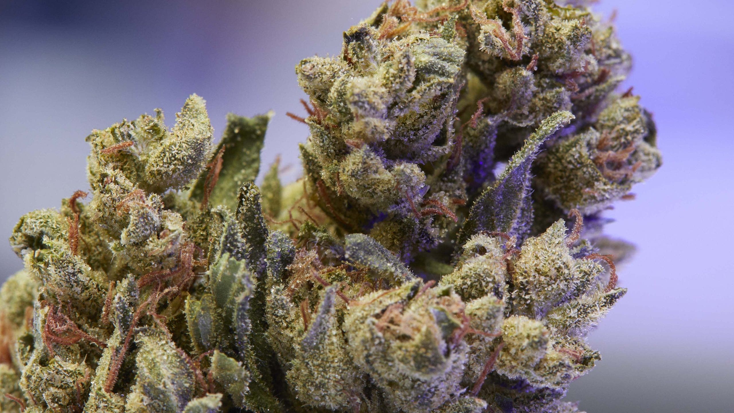 OG Kush Changed Weed Culture: These 7 Strains Carry Its Legacy