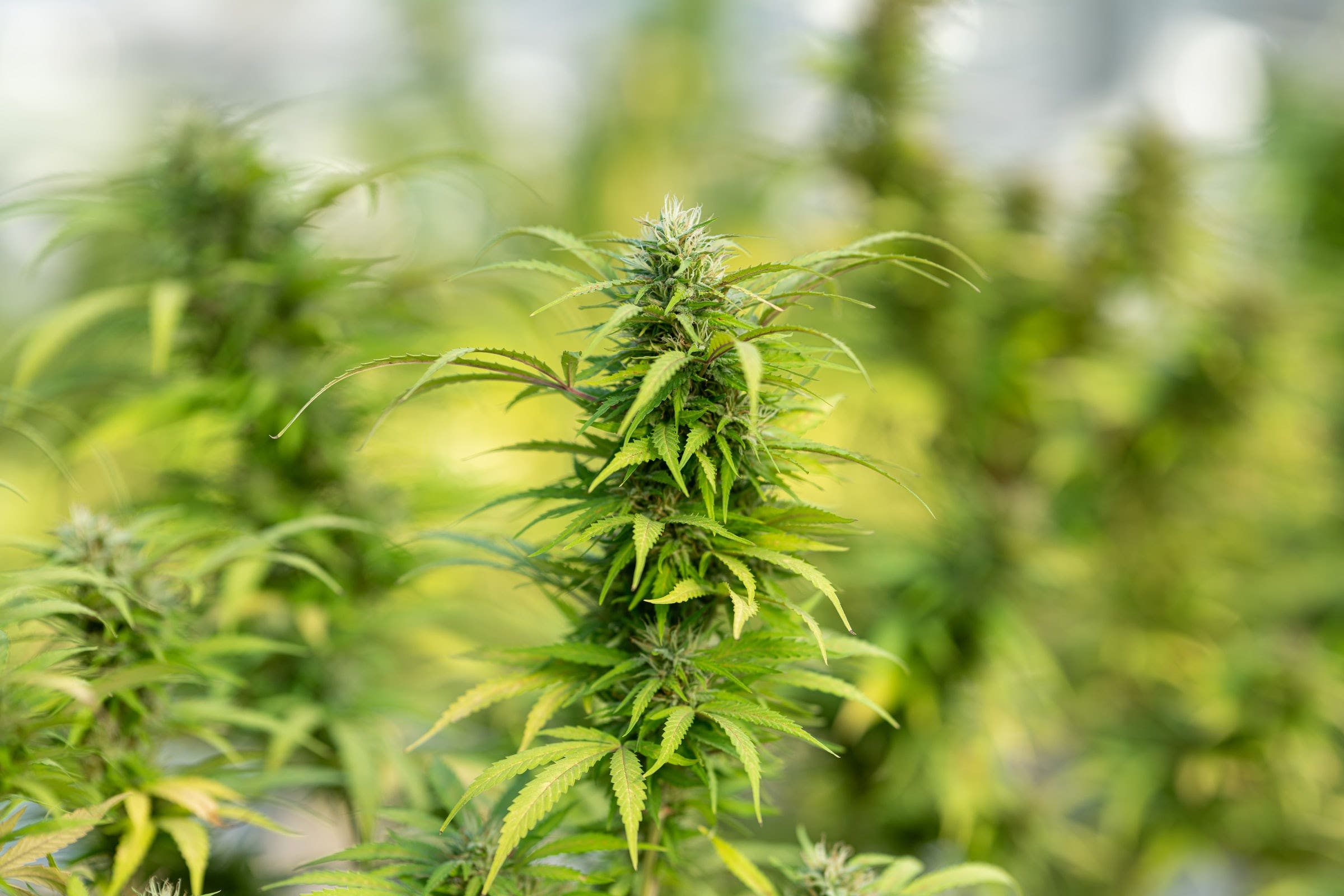 Christina Lake Cannabis: Shares Up On Third-Quarter 495% Gross Revenue Growth QoQ