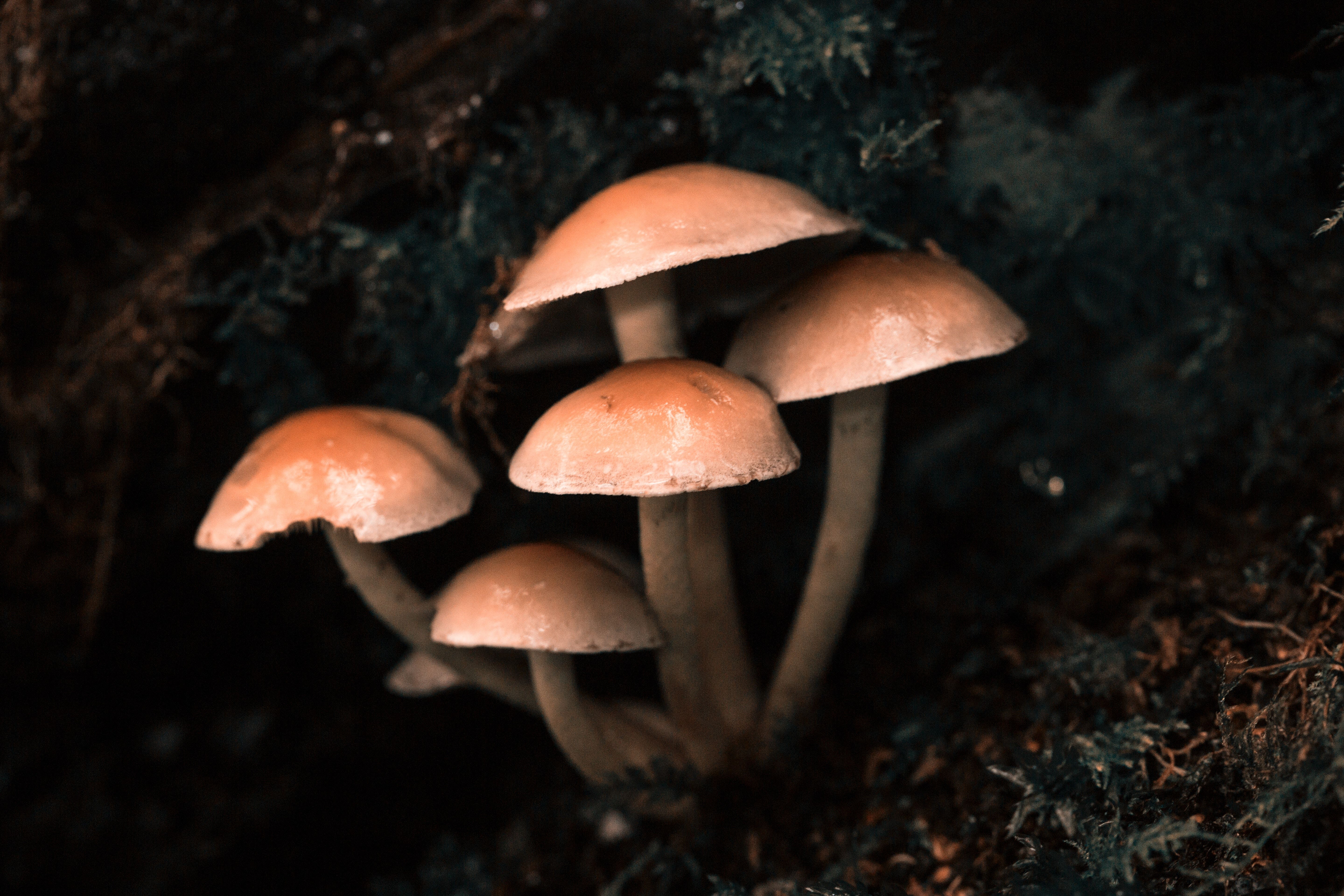 NeonMind Goes Public, Plans To Study Functional Mushrooms And Psilocybin As Treatments