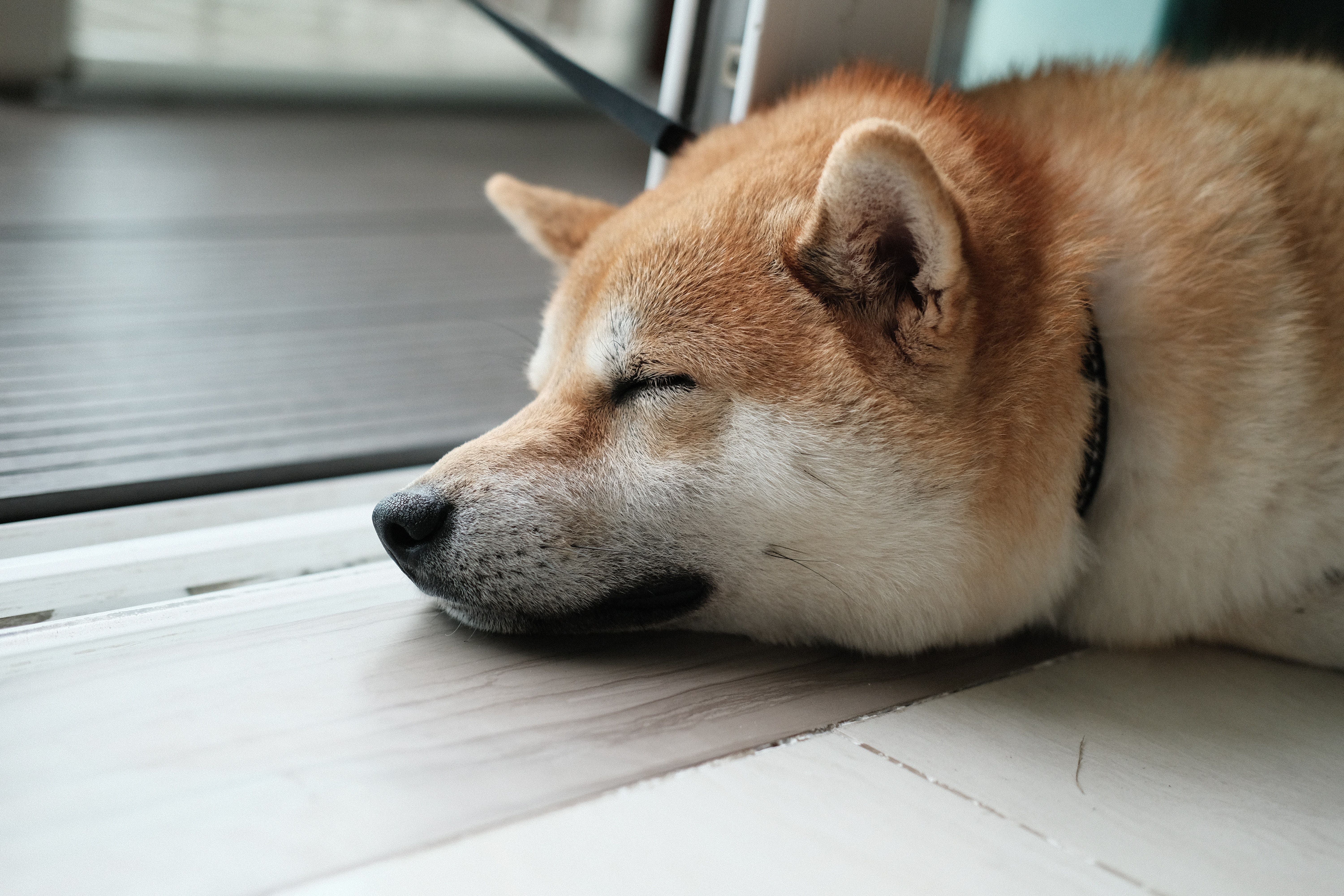 Dogecoin's Climb To $1 By Year-End: A Possibility Or A Pipedream?