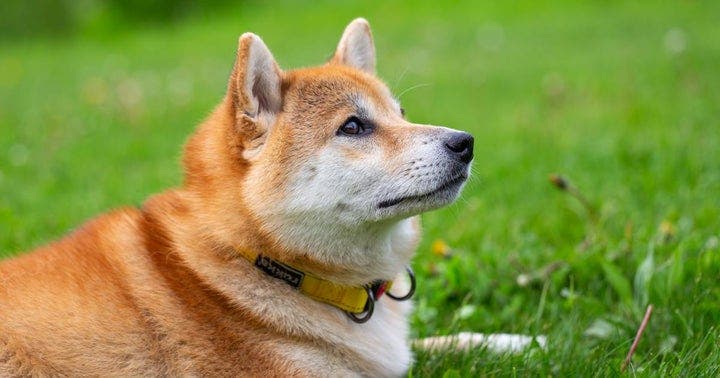 Shiba Inu Kabosu Dog Behind The Doge Meme And Dogecoin Turns 16