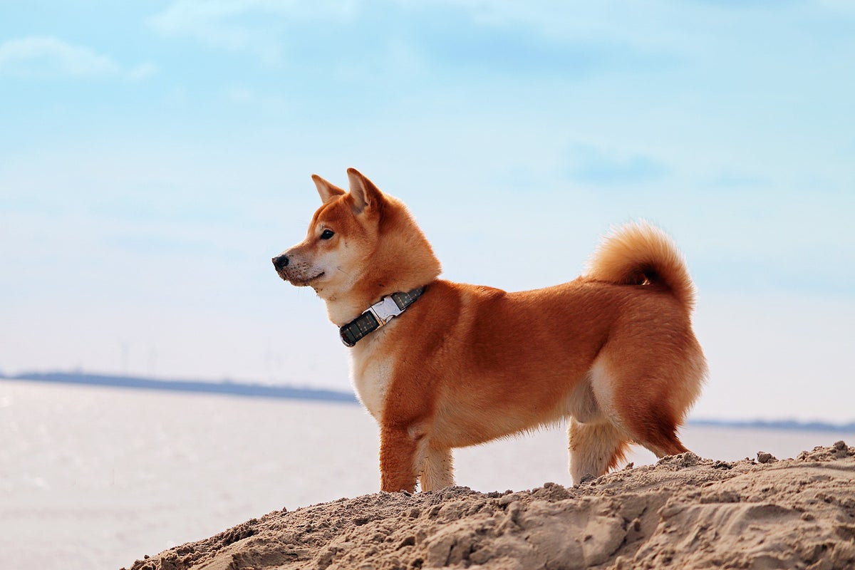 Happy Birthday, Dogecoin: How This 8-Year Old Joke Grew Up To Become A $22B Asset - Benzinga