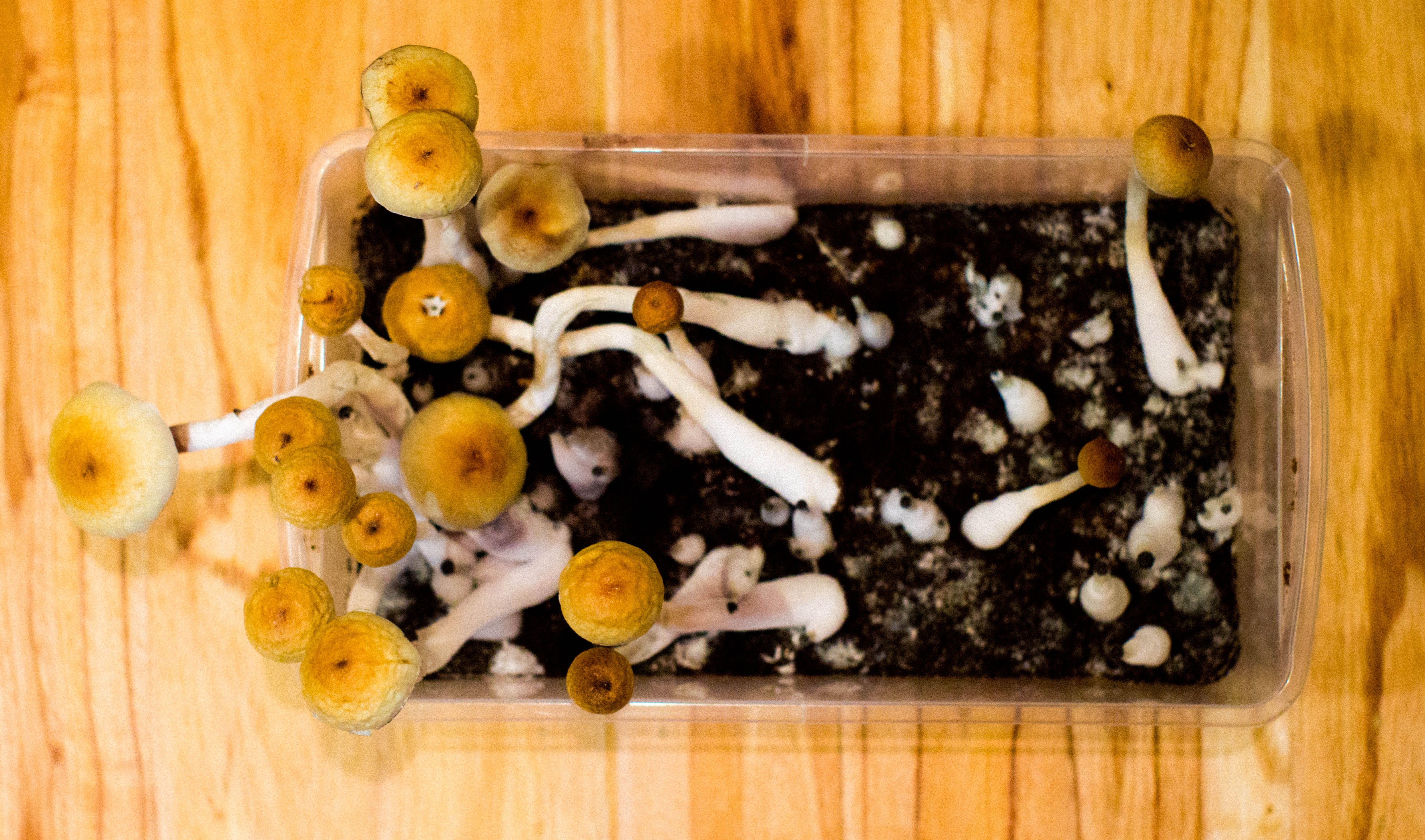 Red Light Holland Buys Virtual Reality Company And Majority Stake In Grow-At-Home Mushroom Company