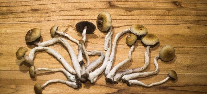 Magic Mushrooms For Depression: Clinical Trial Of Active Compound Approved For Patients Using Antidepressants
