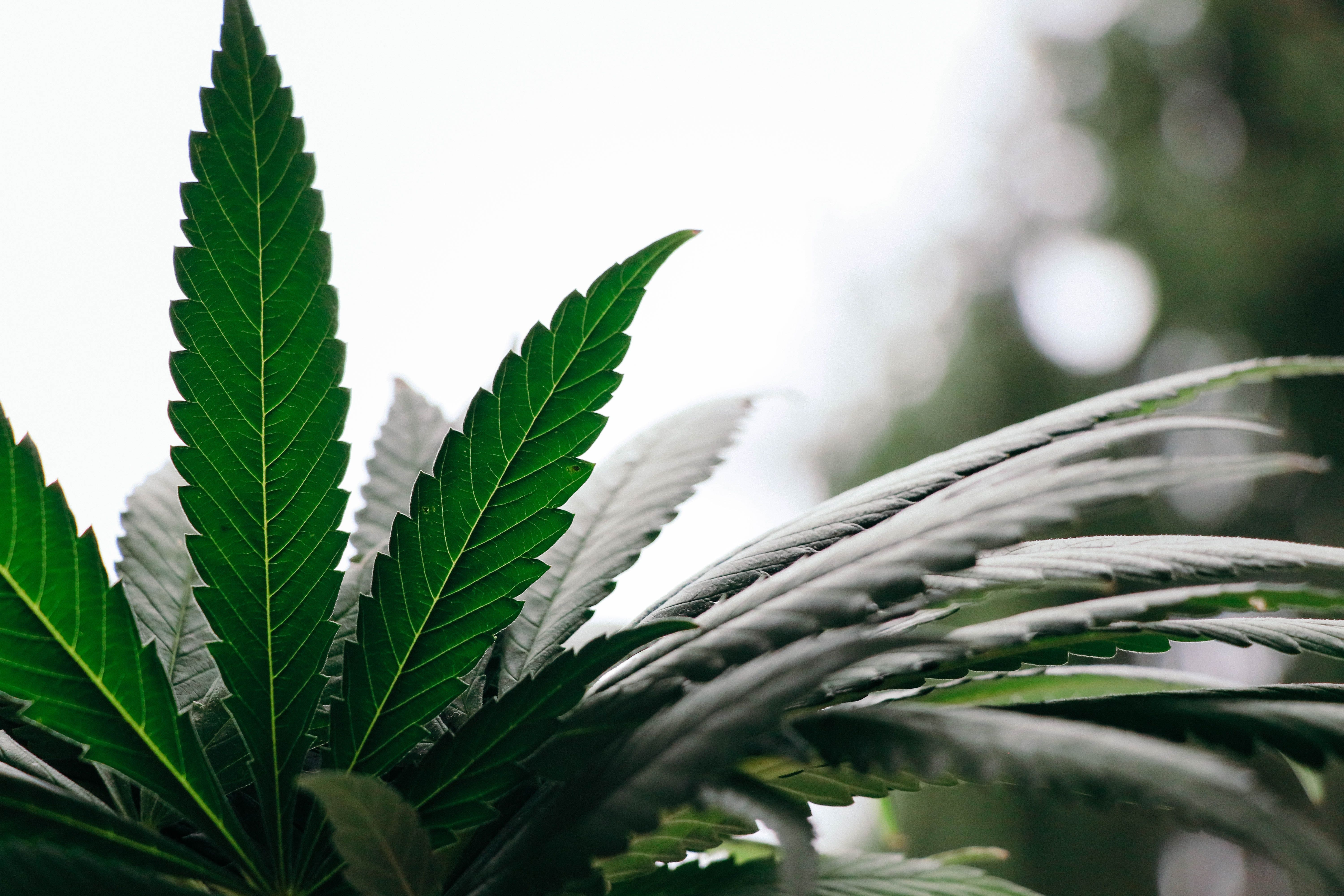 Cannabis Legalization On the Move: Rhode Island Senate Approves, Louisiana Gov. Says Yes To Smokable Medical Marijuana