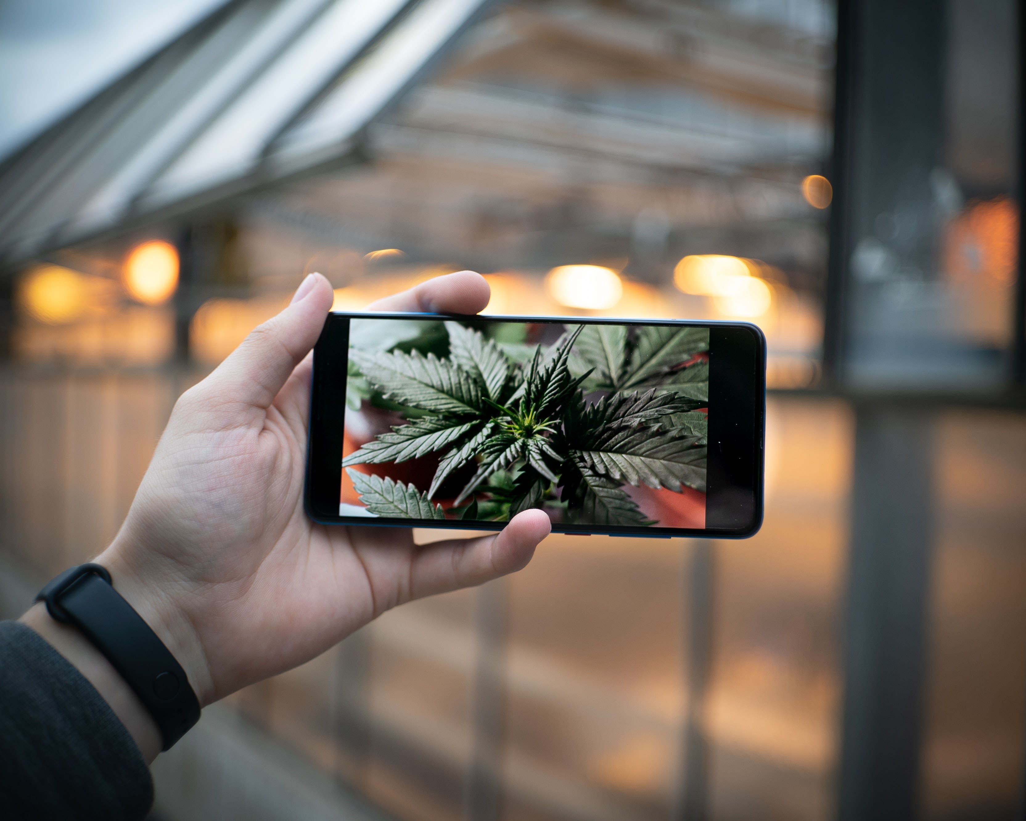 Leafly Launches iPhone App to Purchase From Cannabis Dispensaries Online