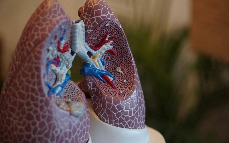 Can Cannabis Extracts Effectively Treat Lung Tumors?