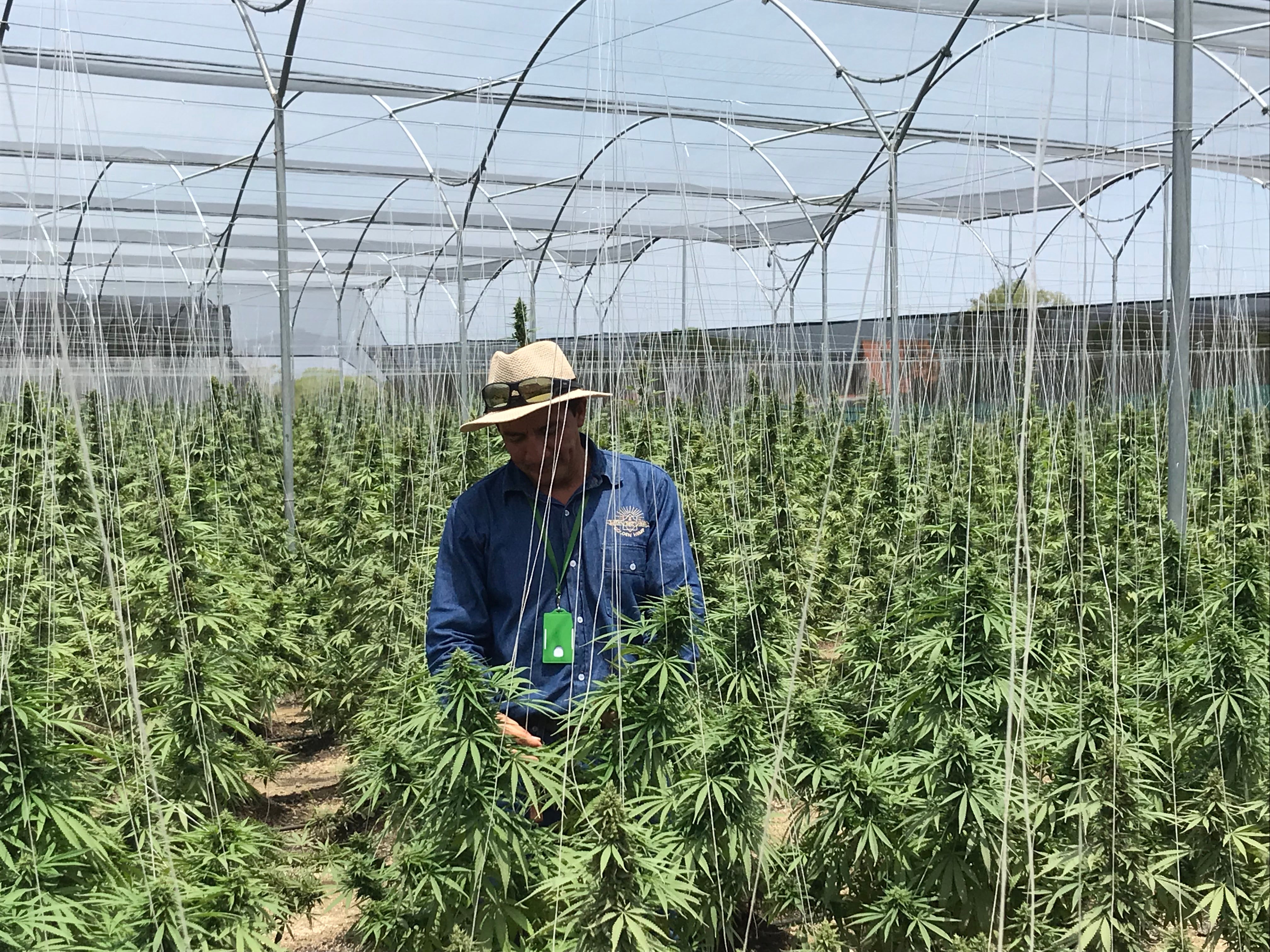 Colombia Government Agency In Favor Of Cannabis Flower Exports
