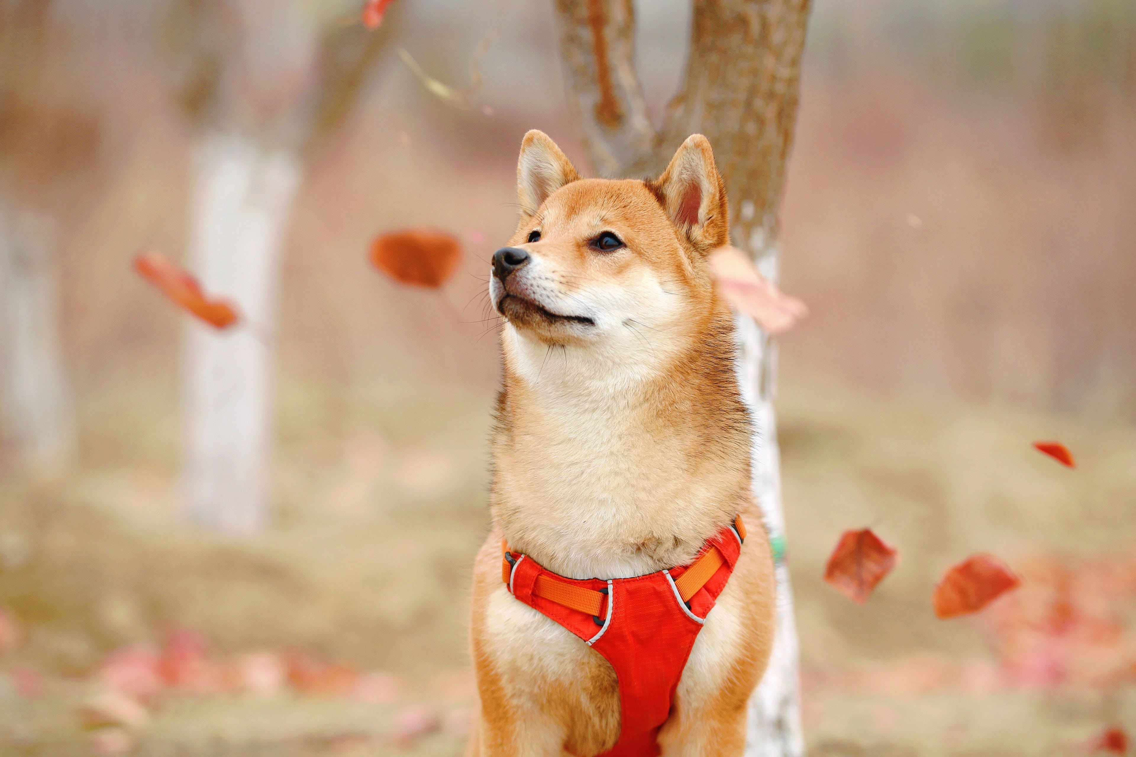 Such Freedom, Much Wow! Dogecoin Can Now Be Traded Without A Centralized Broker