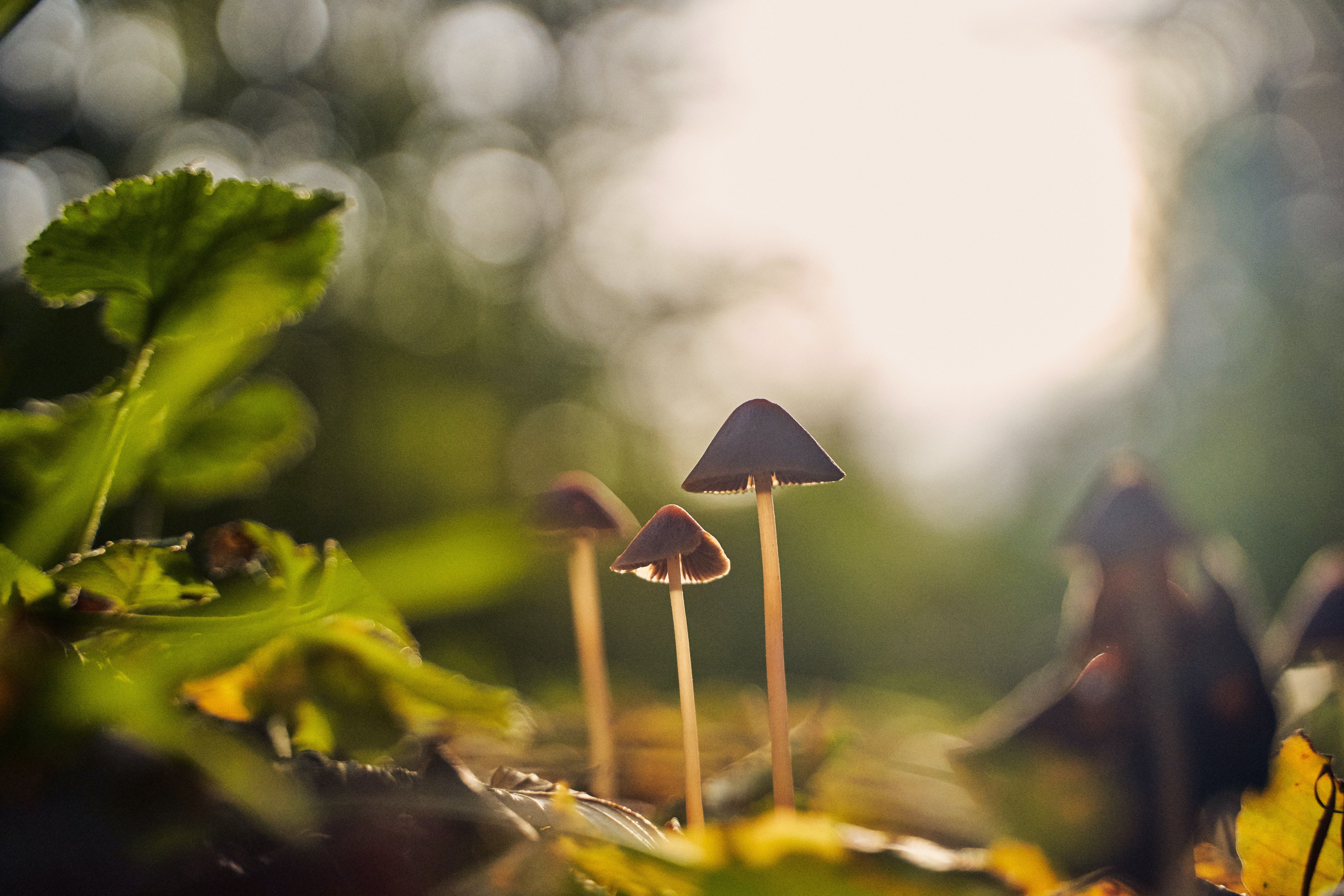 Eleusis Is Researching The Transformation of Psychedelics Into Medicines