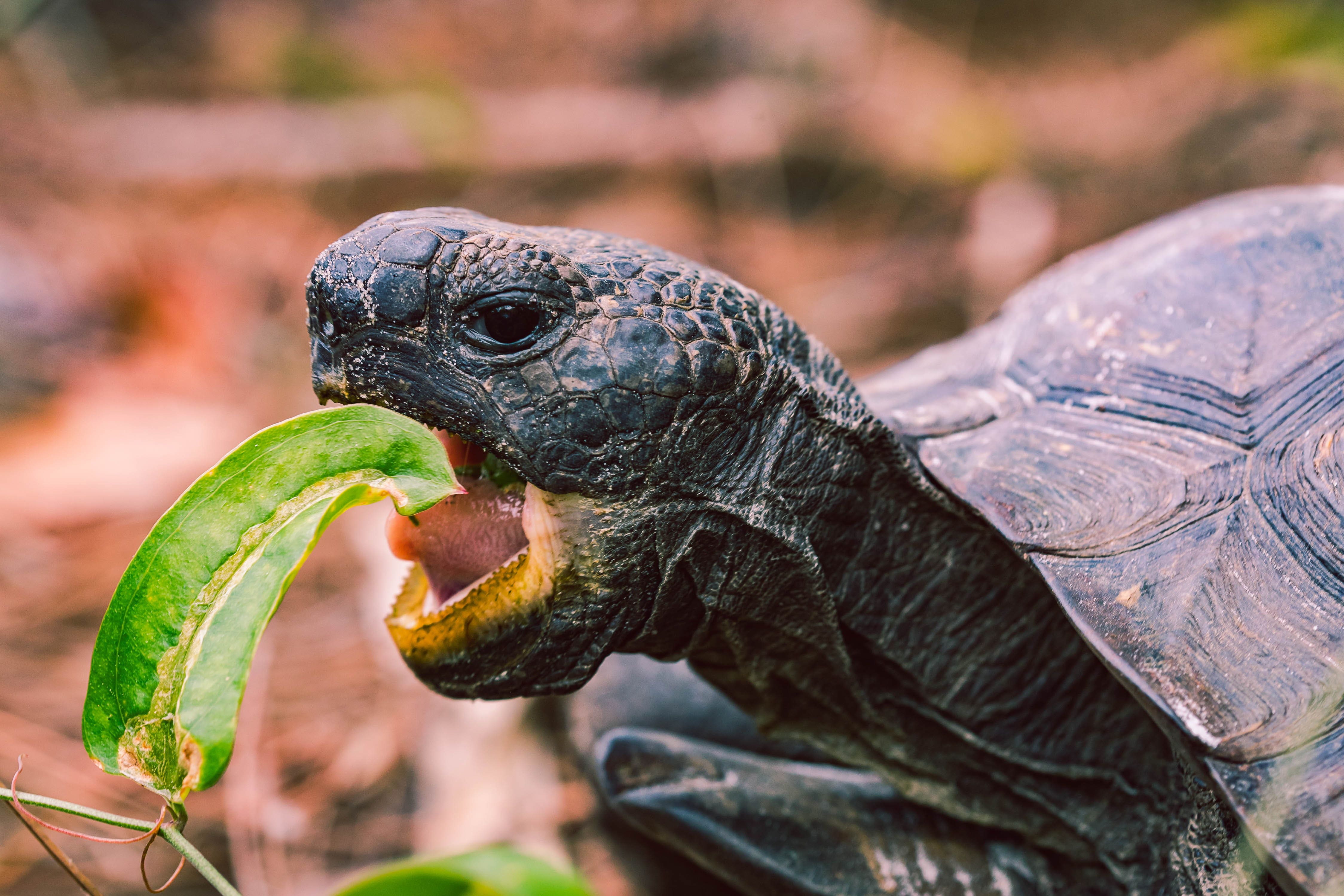 Green Rushed: Why The Tortoise Will Win The Cannabis Race
