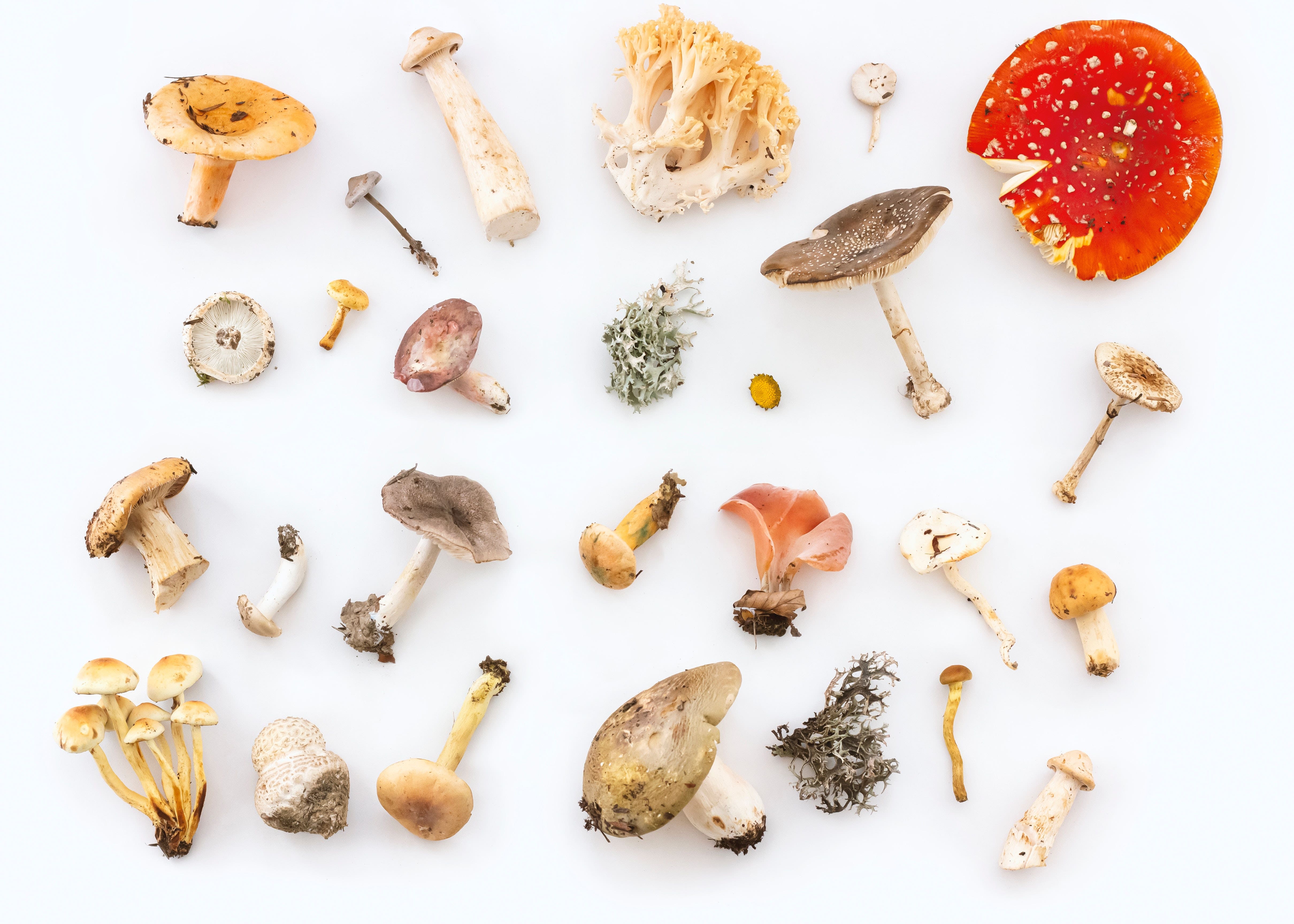 Psychedelics Company Core One Labs Dives Into Functional Mushrooms With New $3M Acquisition