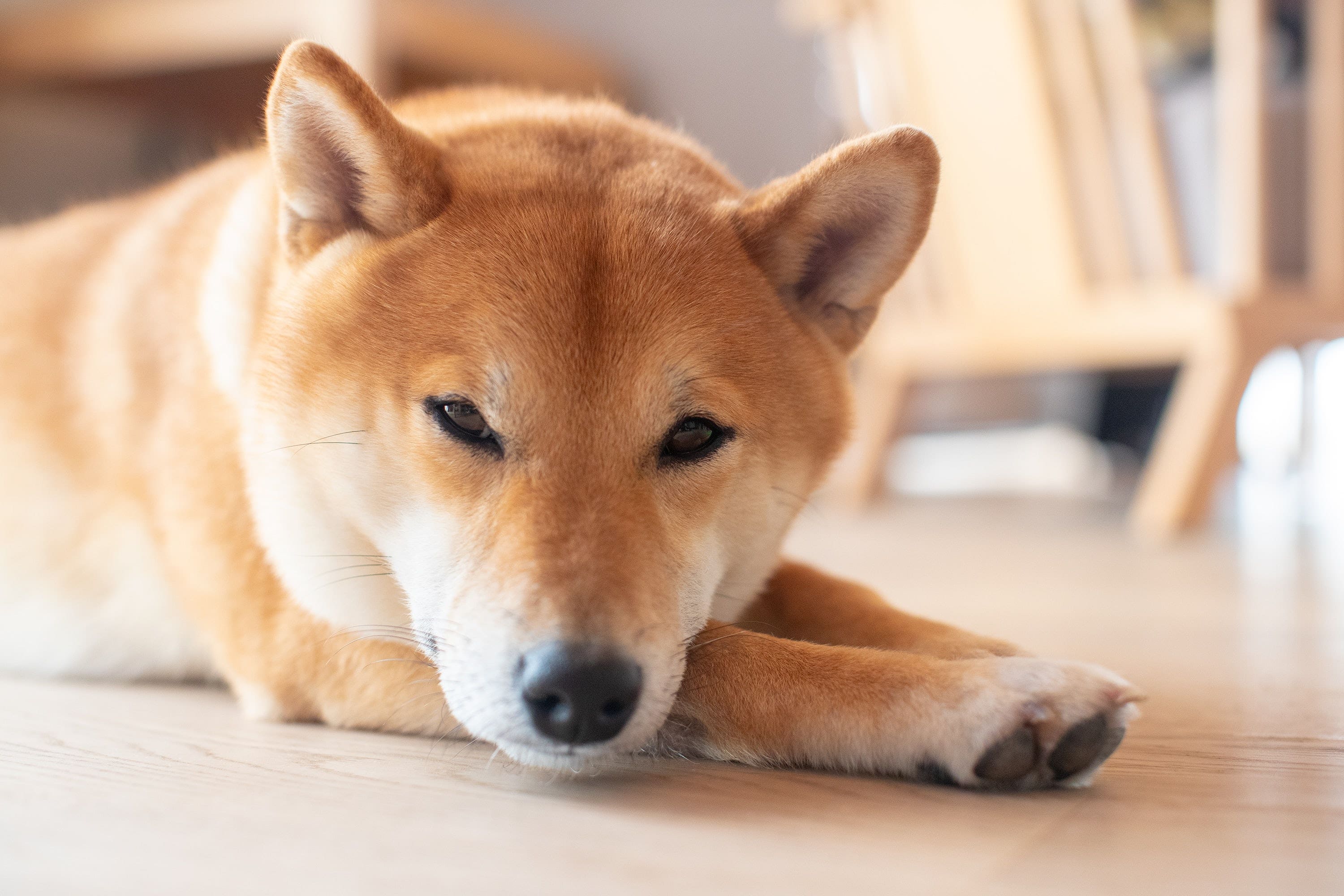 Shiba Inu (SHIB) Vs. Dogecoin (DOGE): Who's A Good Boy?