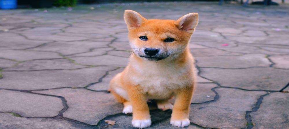 This New Dogecoin And Shiba Inu Knock Off Coin Is Up 1000 Today Dogecoin United States Dollar Doge Benzinga