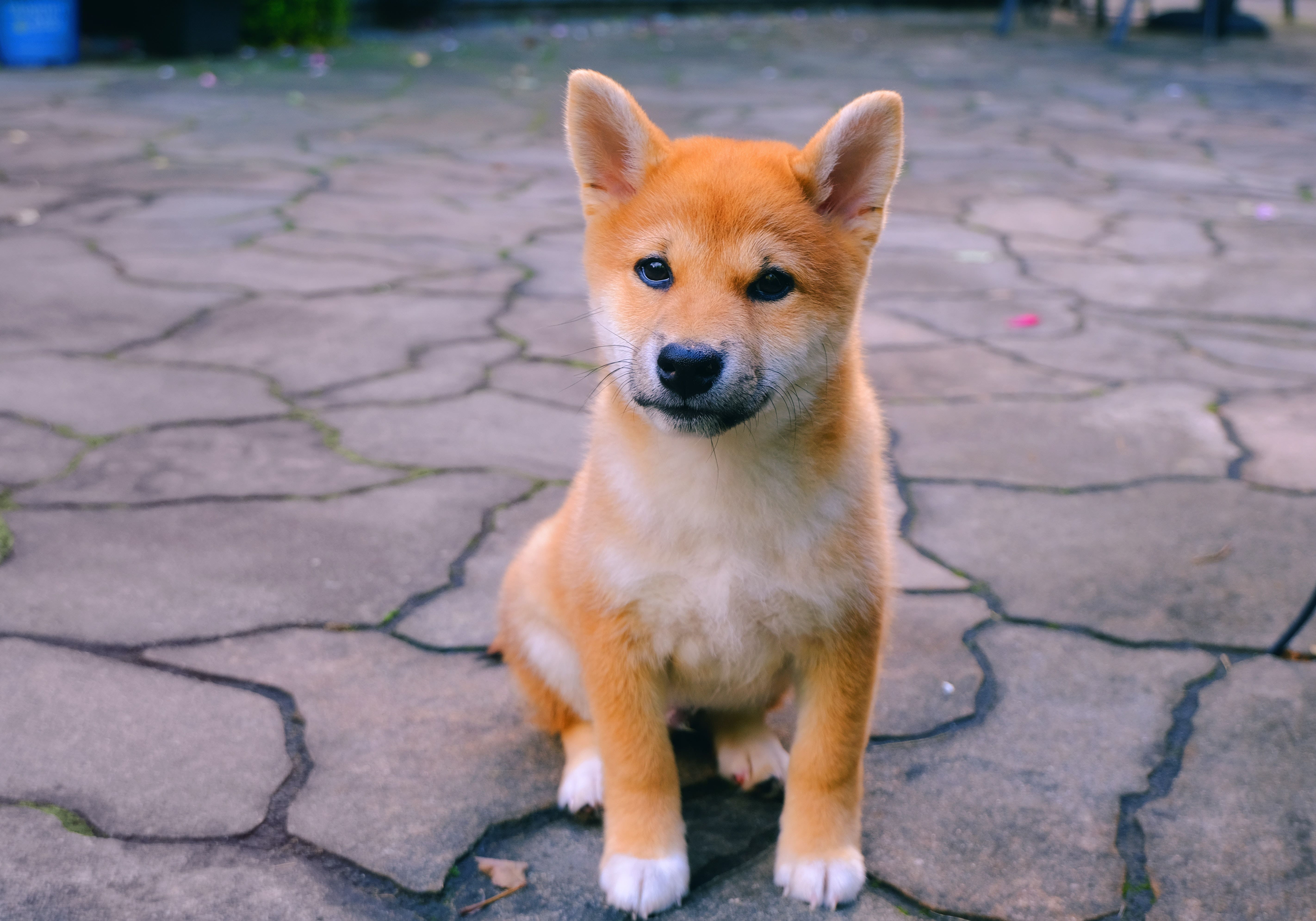 Why Is Baby Doge Coin Surging Today?