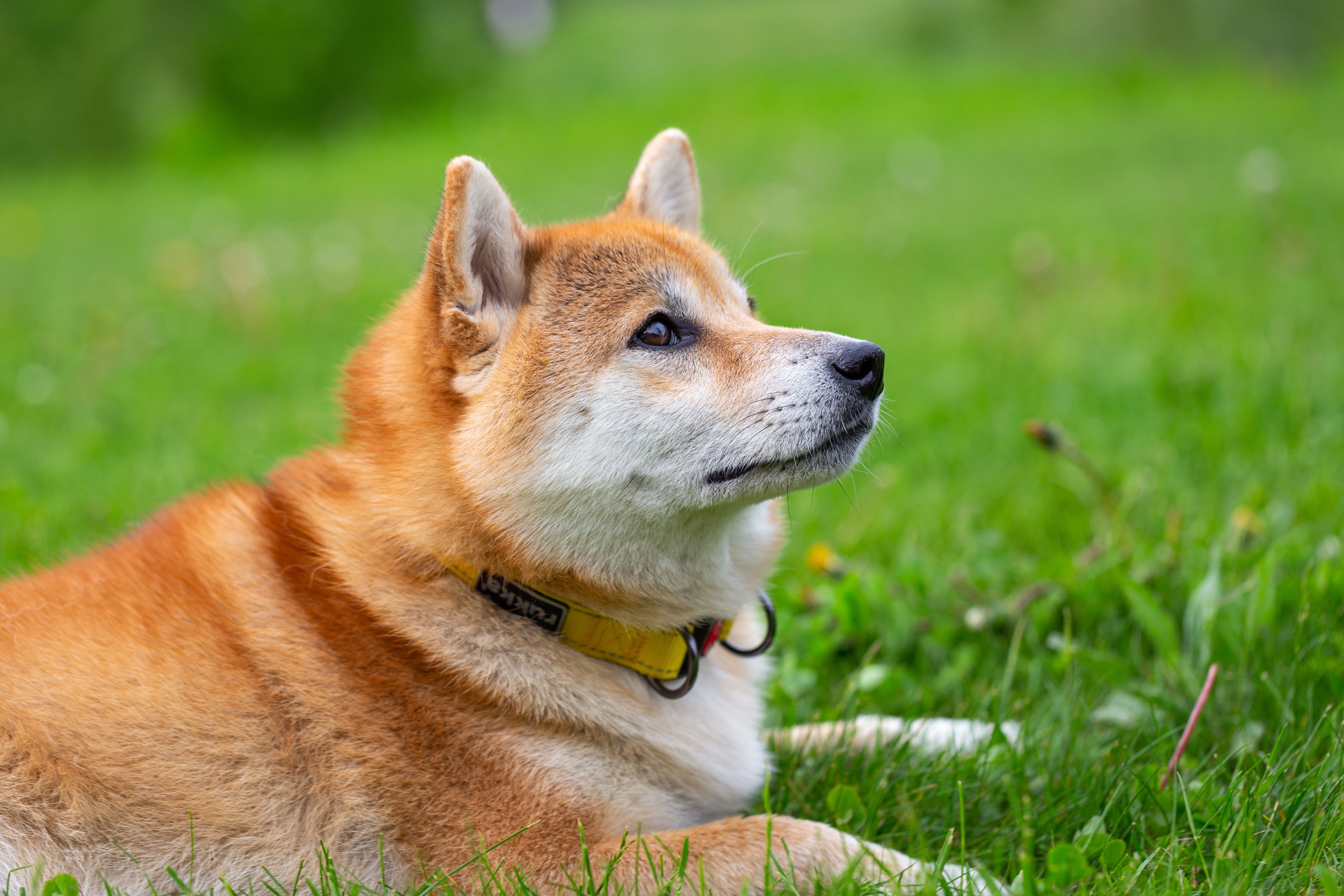 Coinbase Now Accepts Dogecoin For Commerce Payments: Why It's A 'Big Deal'