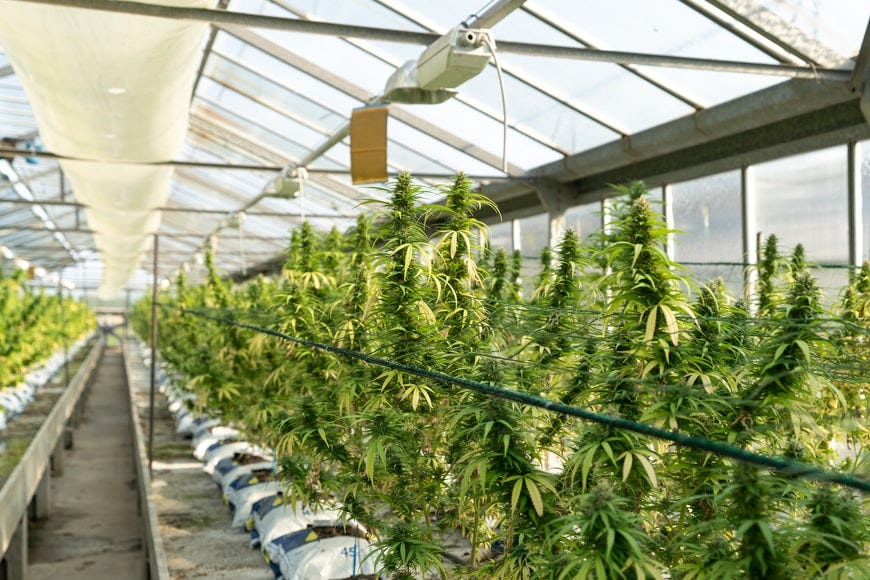 Cannabis Cultivation: Automating Light In A Greenhouse Environment
