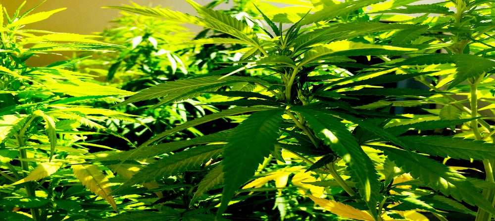 Aurora Cannabis Falls After Announcement Of 12 For 1 Reverse Stock Split Benzinga