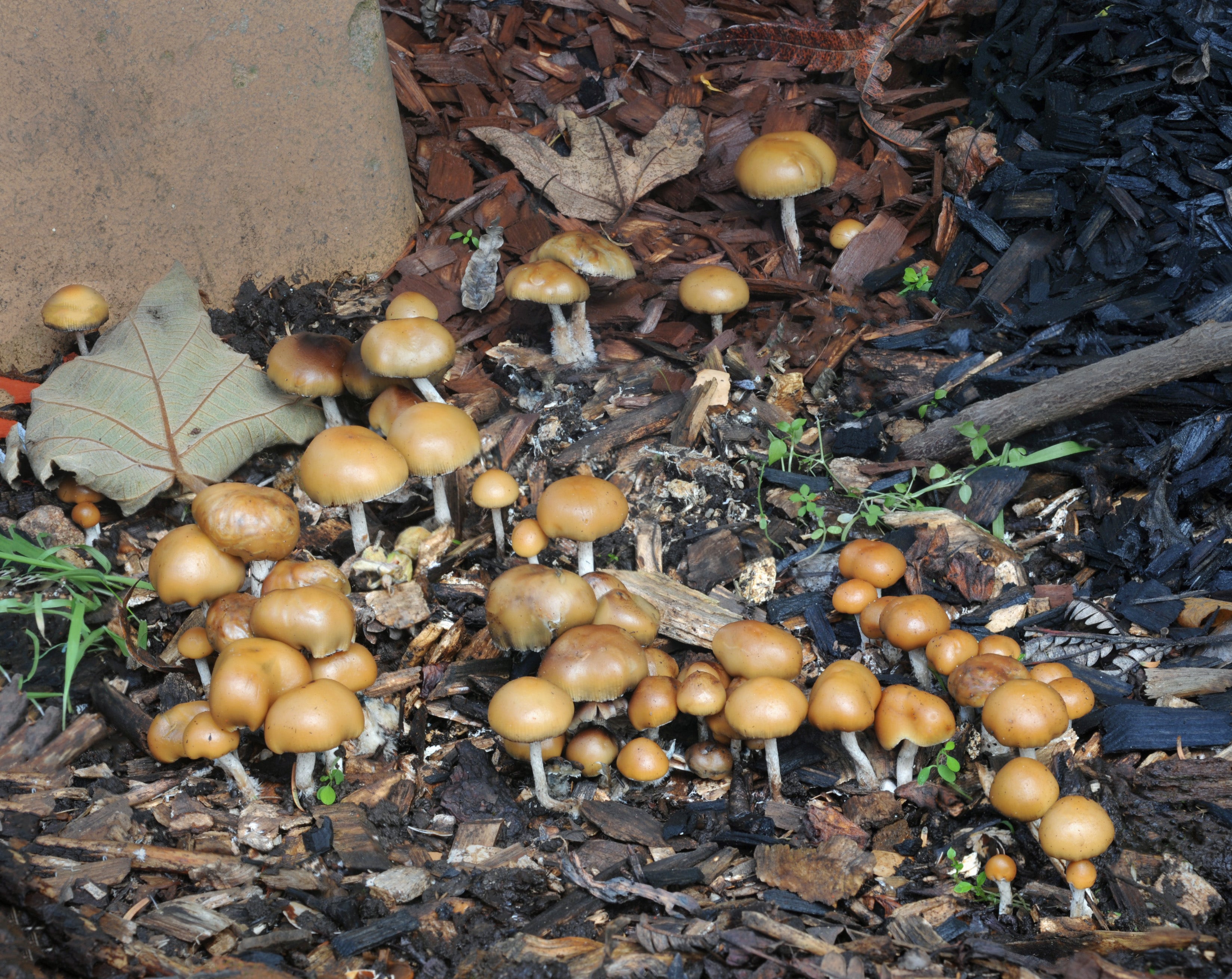 Santa Cruz Becomes 3rd US City To Decriminalize Magic Mushrooms