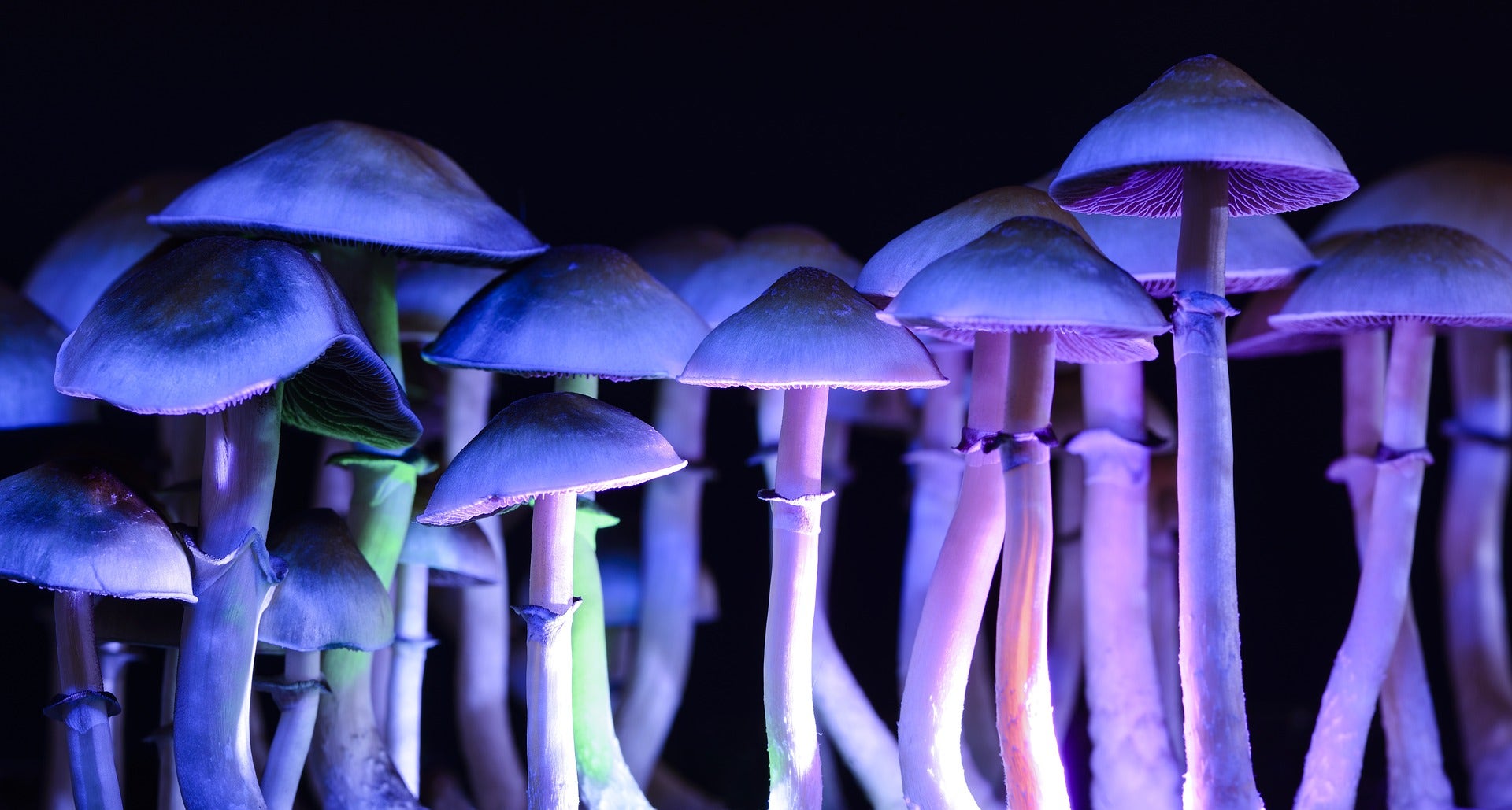 Psychedelics Stock MindMed Stumbles On 2020 Results