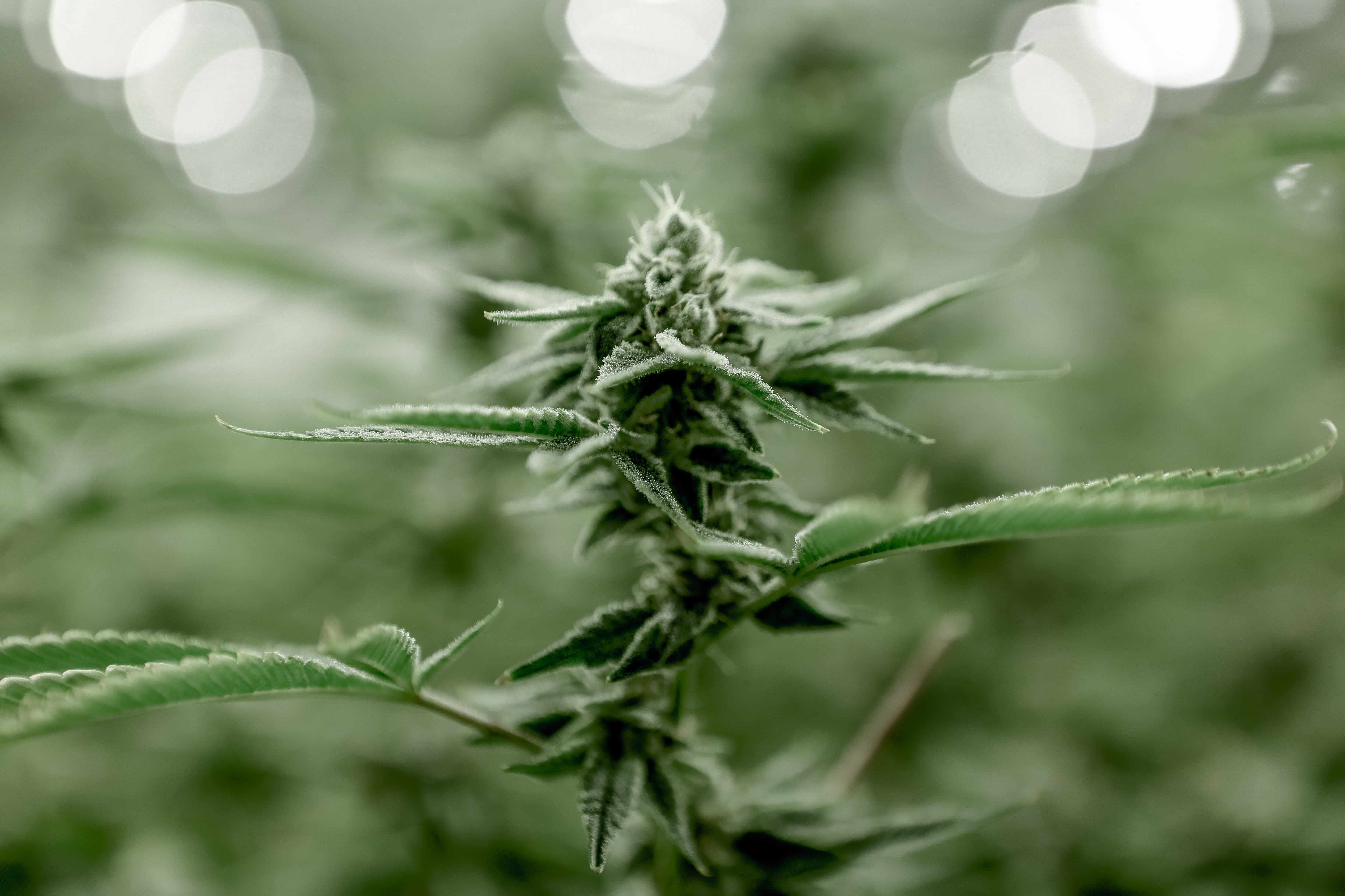 Australian Cannabis Producer Little Green Pharma Buys Canopy Growth's Denmark Facility For CA$20M