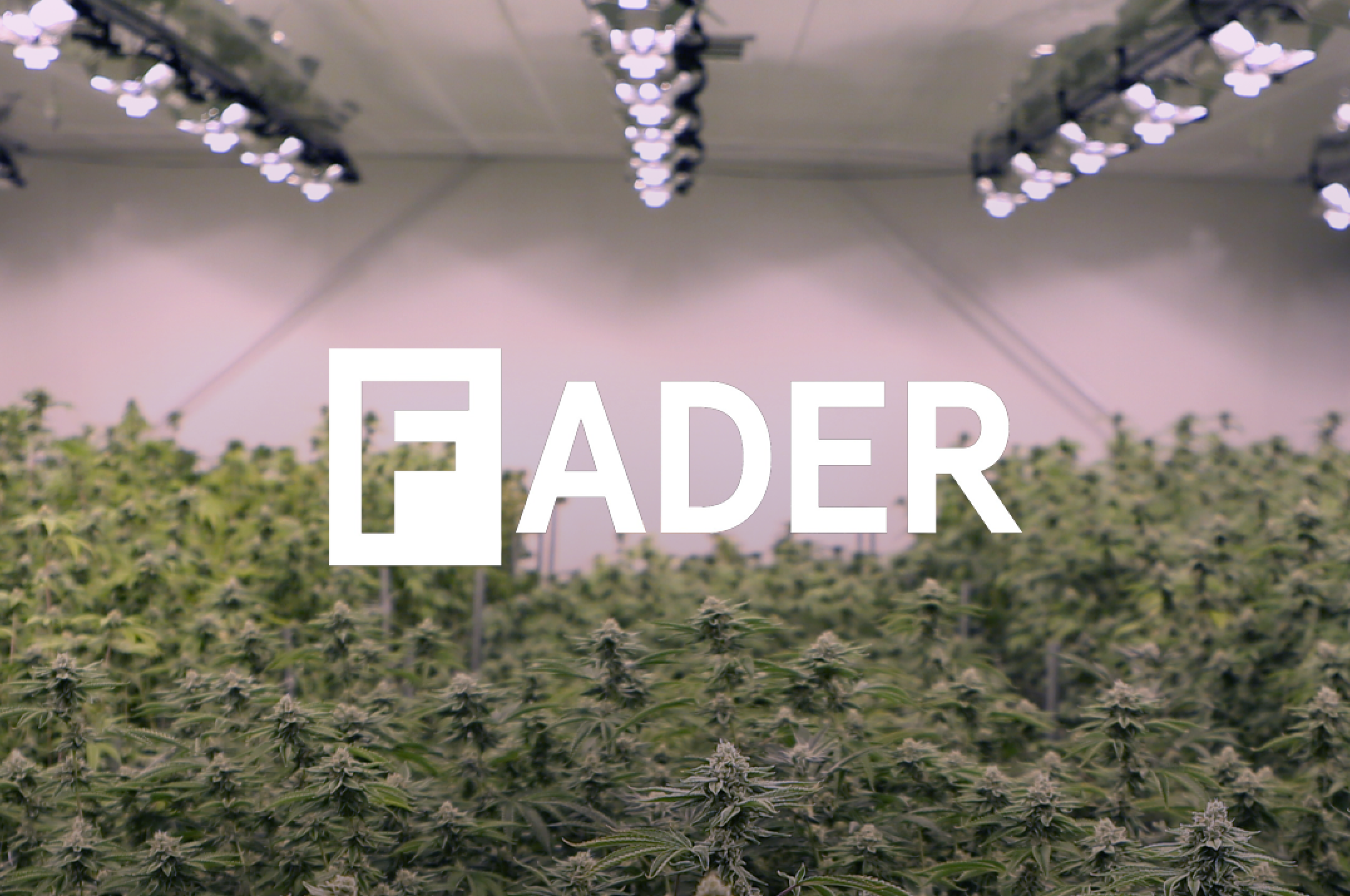 Exclusive: The FADER Launches Its Own Weed Brand Ahead Of Its Famous Annual SXSW Party
