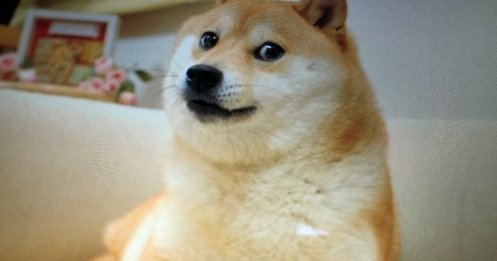 Who Let The Doge Out And Where Is The Cryptocurrency Headed Next?