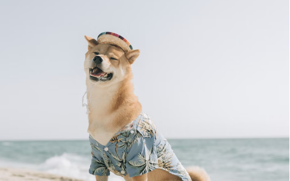 Dogecoin Rival Shiba Inu Is Soaring Ahead Of A Key Event Planned For Valentine's Day