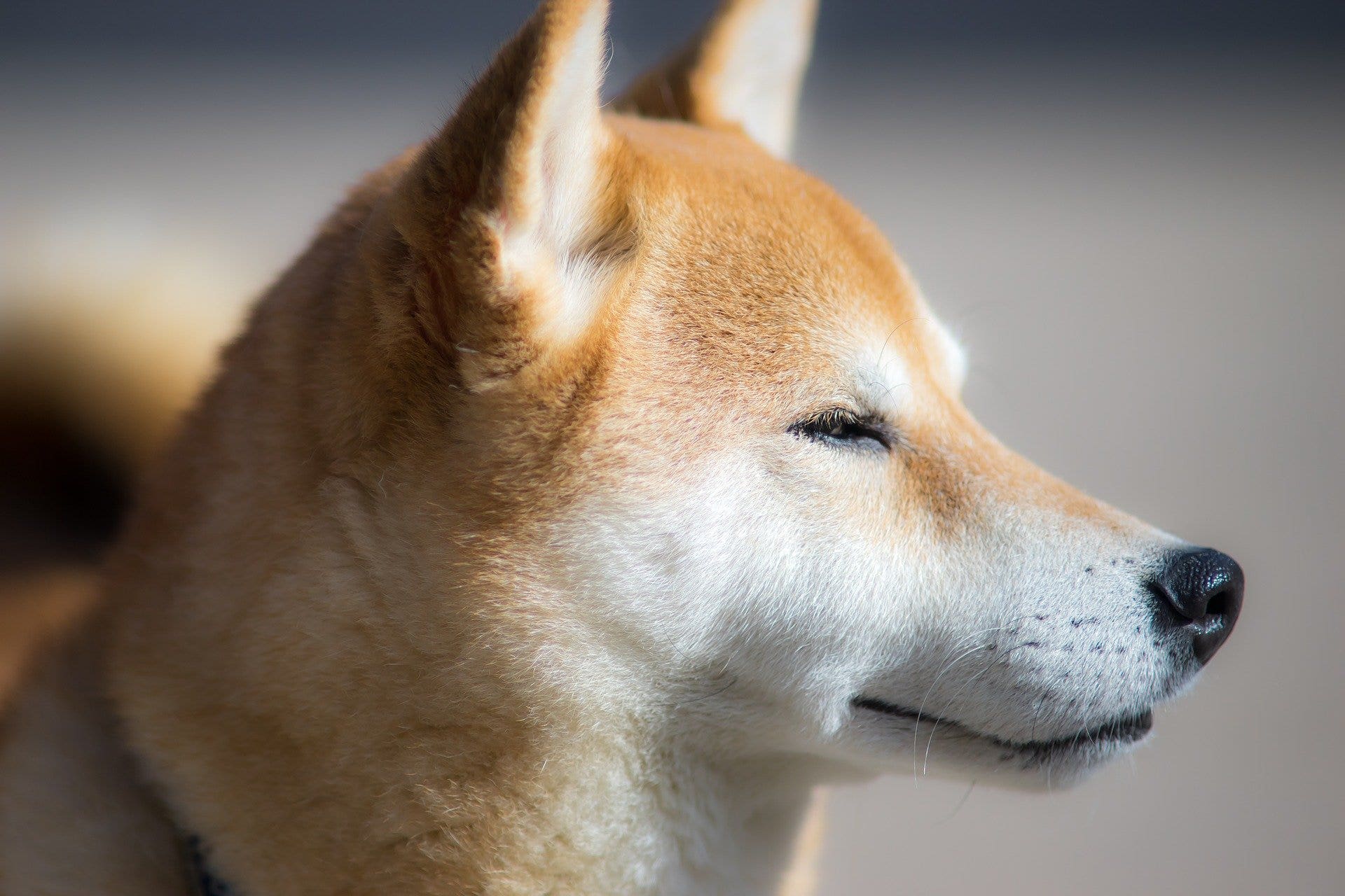 If You Invested $1,000 In Shiba Inu Coin On Jan. 31, 2021, Here's How Much You'd Have Now